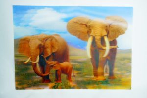 3D Falikép - Elefántok
