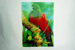 3D - Falikép Papagáj